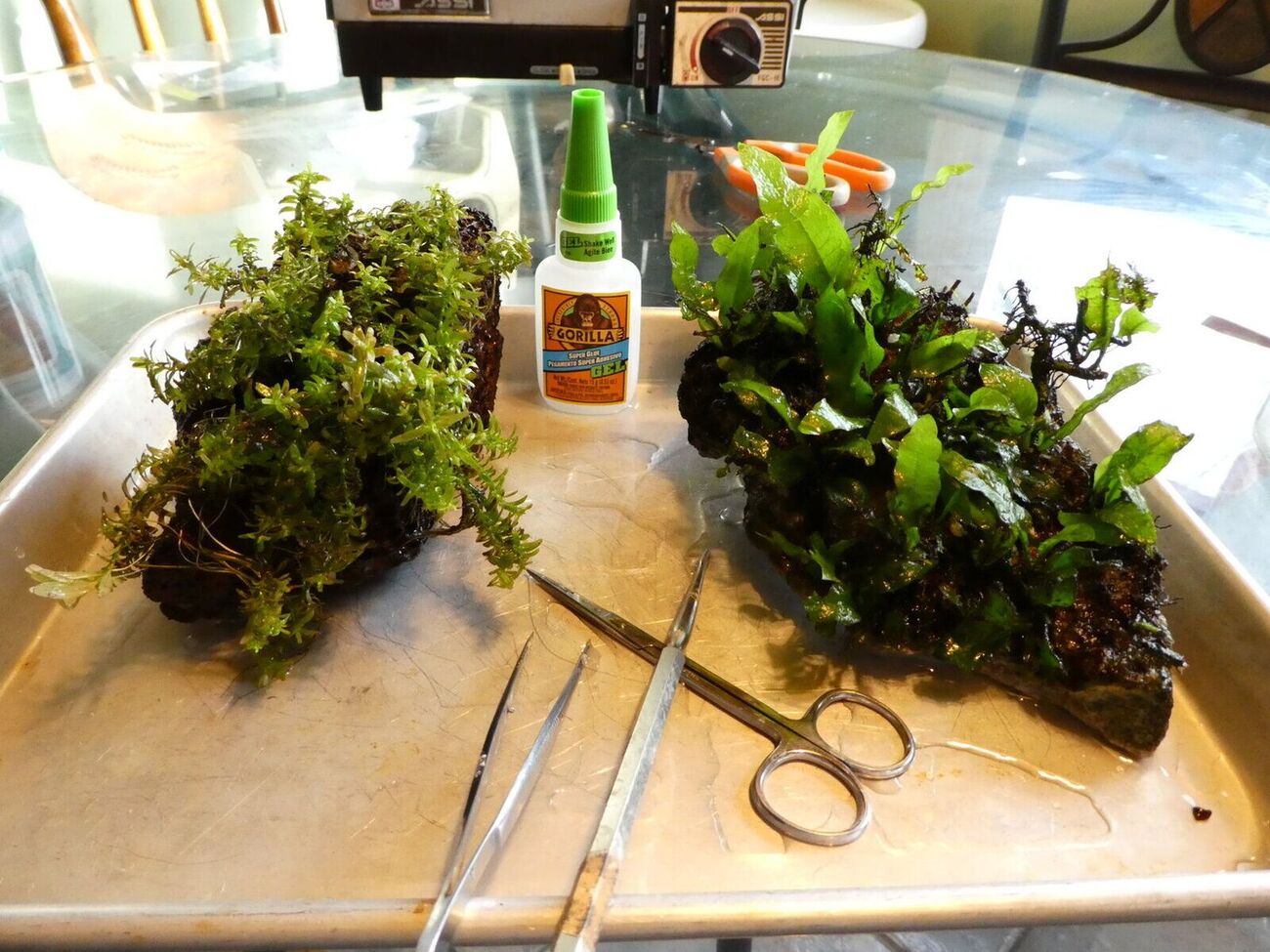 Cichlid Planted Tank Barr Report Forum Aquarium Plants