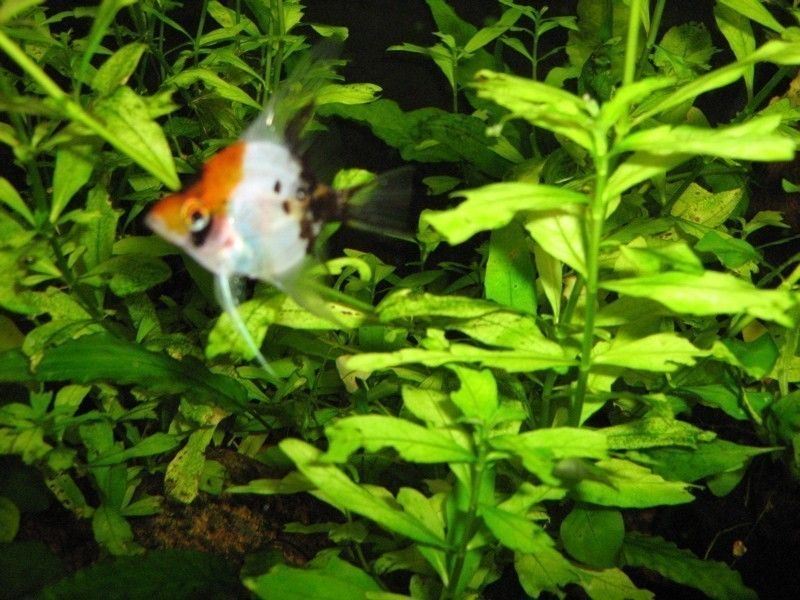 Angelfish eating plants? Barr Report Forum Aquarium Plants