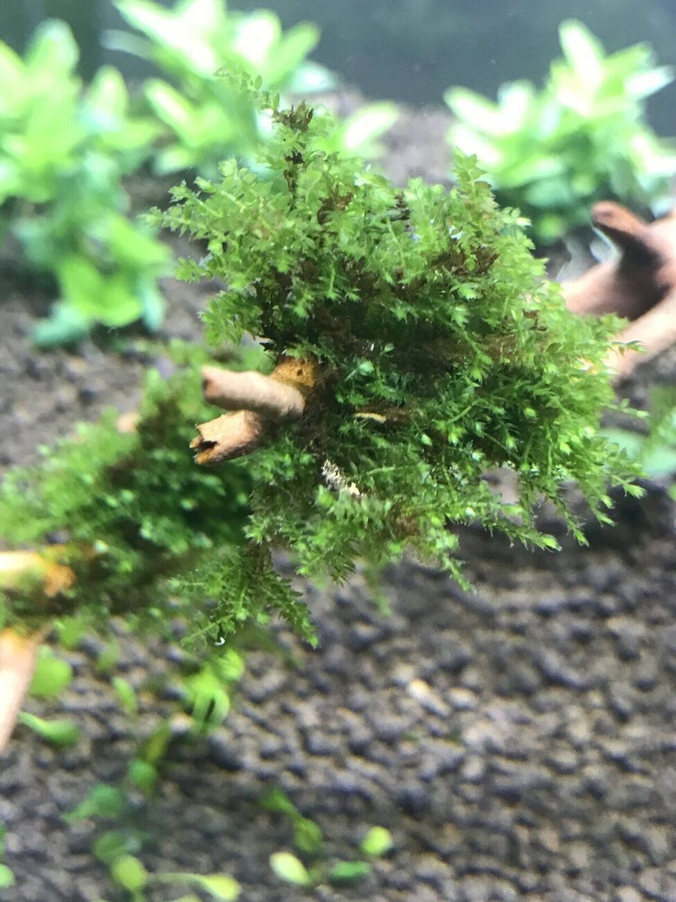 Why my christmas moss turns brown Barr Report Forum Aquarium Plants
