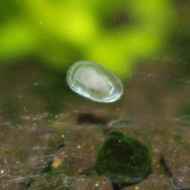 Snail? Half a clam? What is this? Barr Report Forum Aquarium Plants