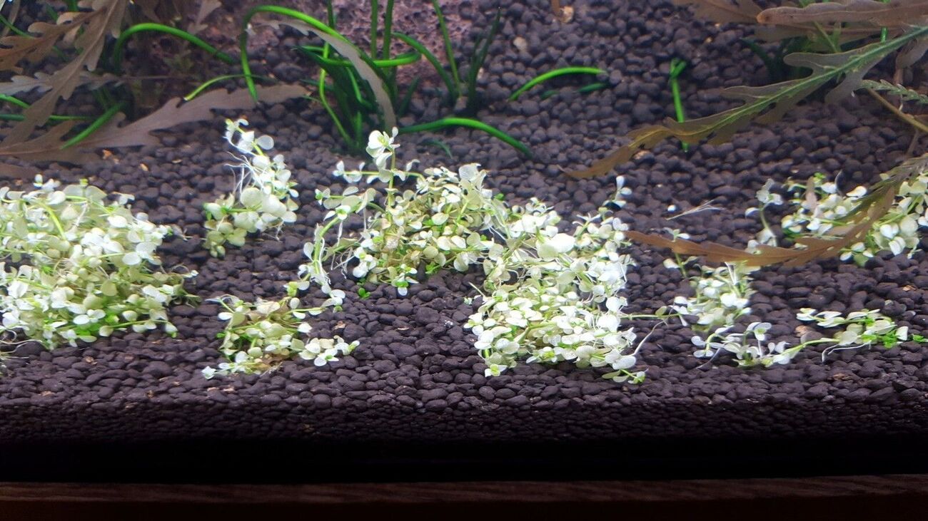 Plants turning very white Barr Report Forum Aquarium Plants
