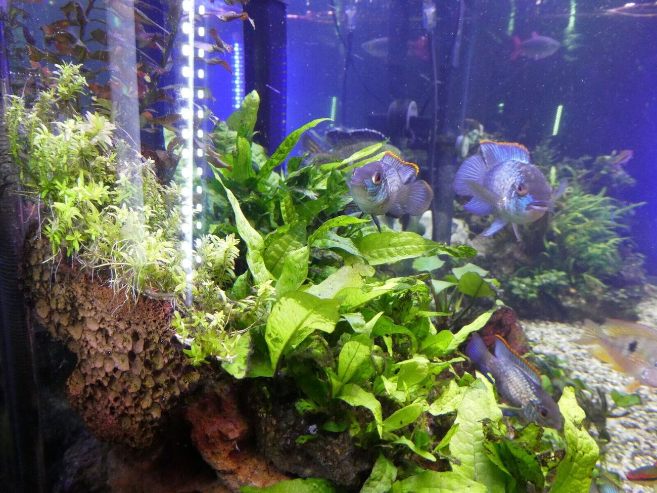 Cichlid Planted Tank Barr Report Forum Aquarium Plants