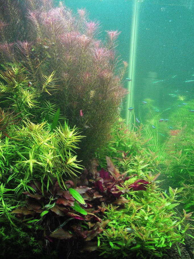 Quarantine tank Barr Report Forum Aquarium Plants