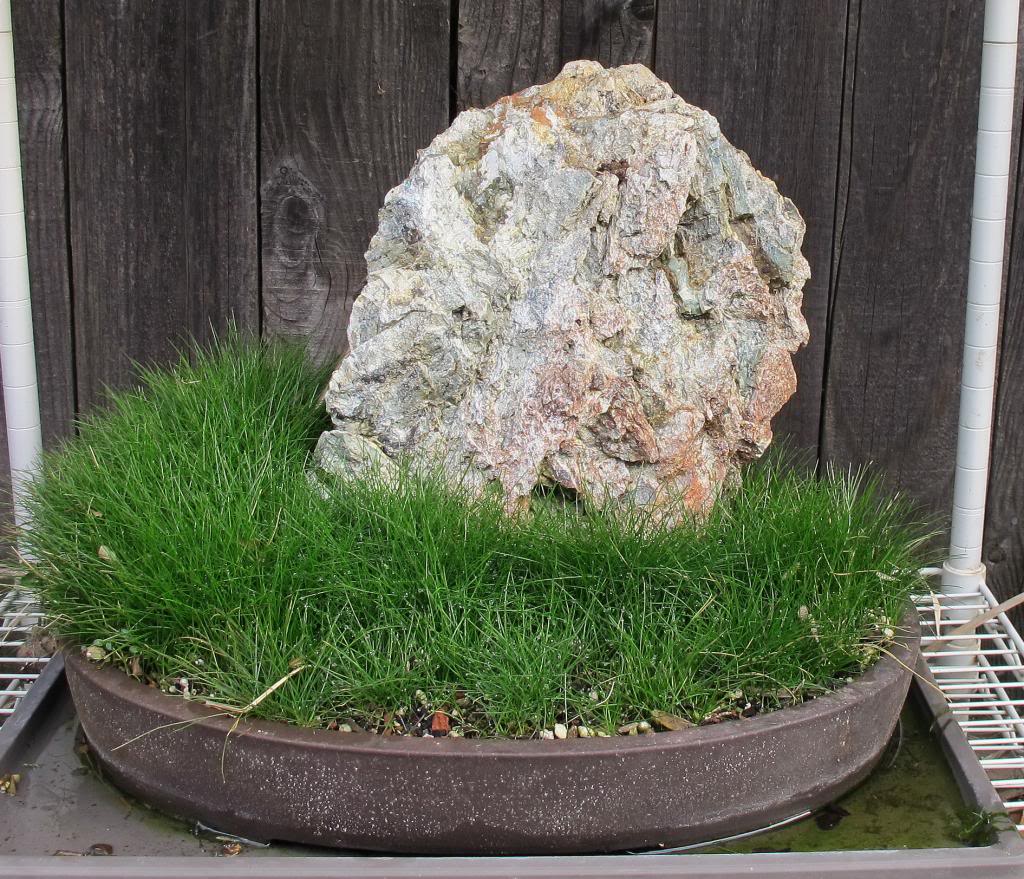 Bonsai ground cover, aquatic plants and emergent growth Barr Report