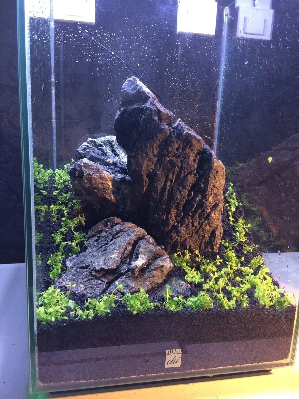 Fluval Chi, Iwagumy Style, Dry Start, Ei Method Barr Report Forum
