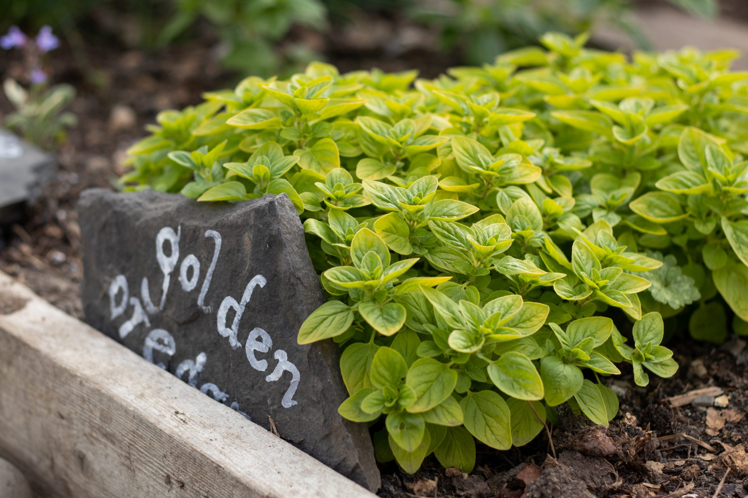 Fresh Oregano Barrtrá Seafood Restaurant