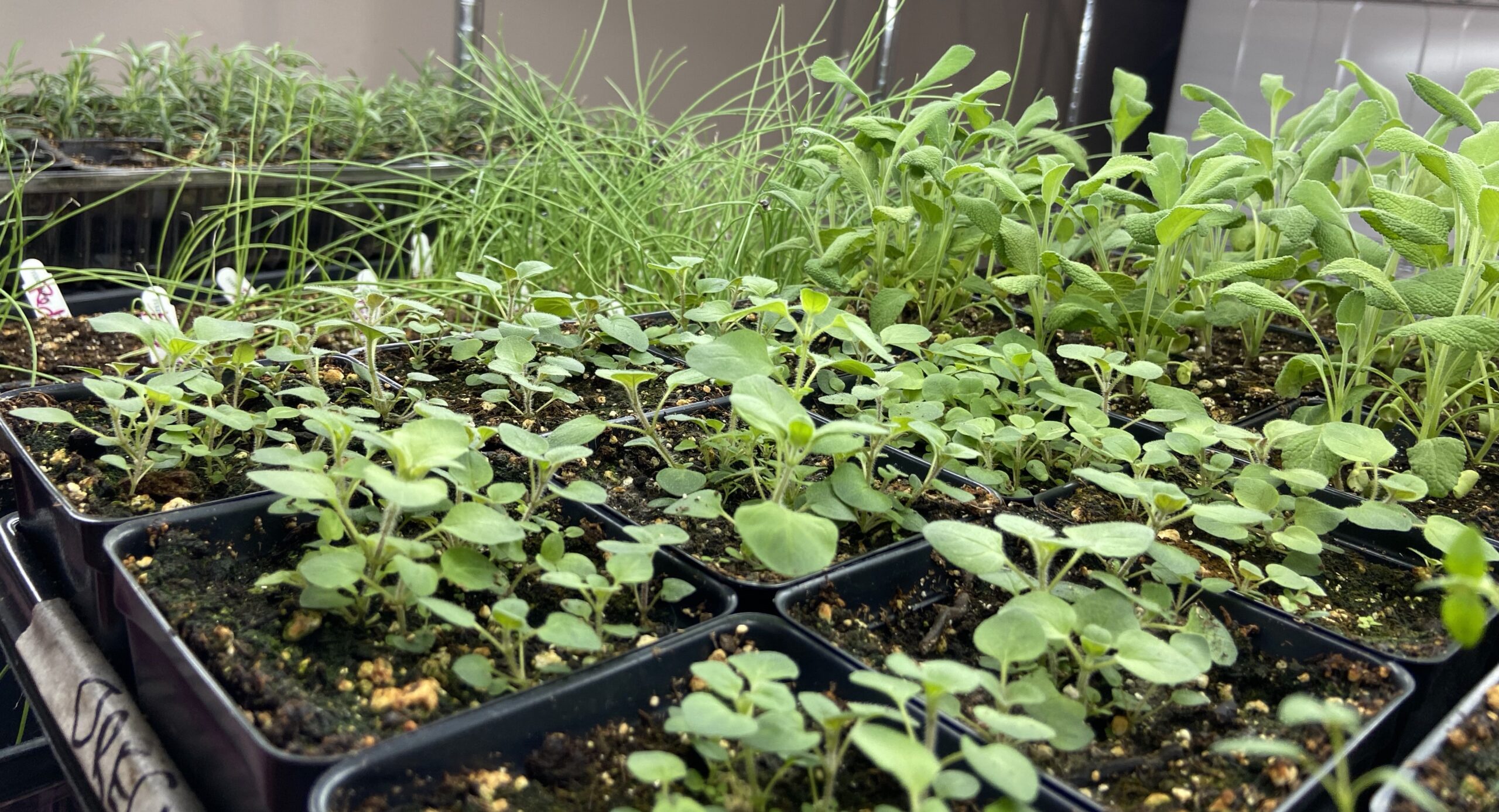 Christmas Tree Farm Barry Farms, LLC Harwinton, CT 8605670649