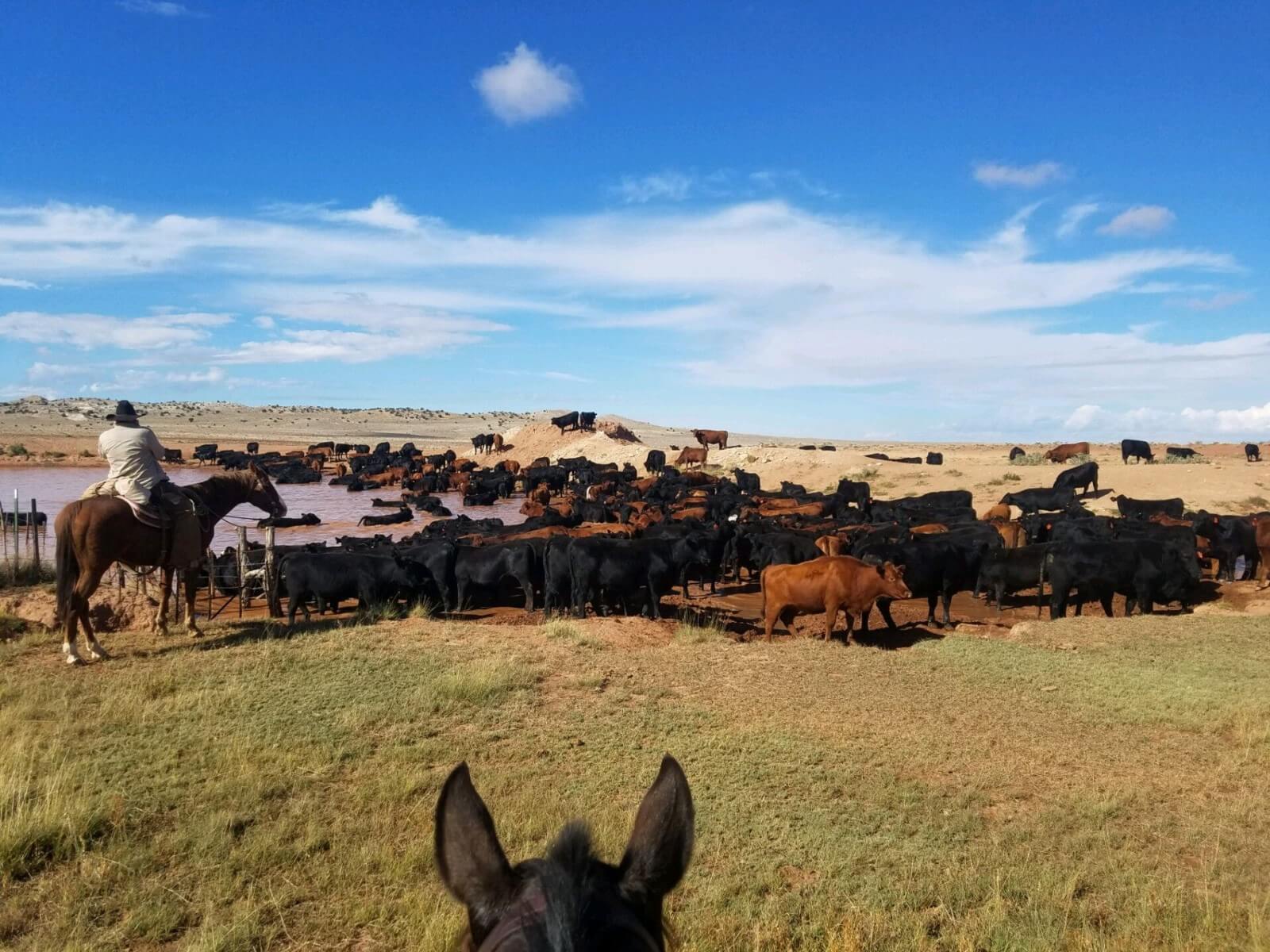 Home Bar T Bar Bull Sale