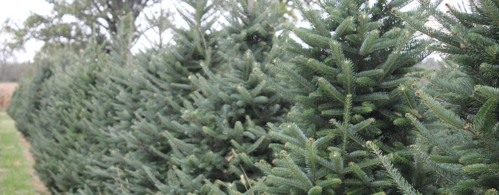 Bartels Farm Christmas Trees