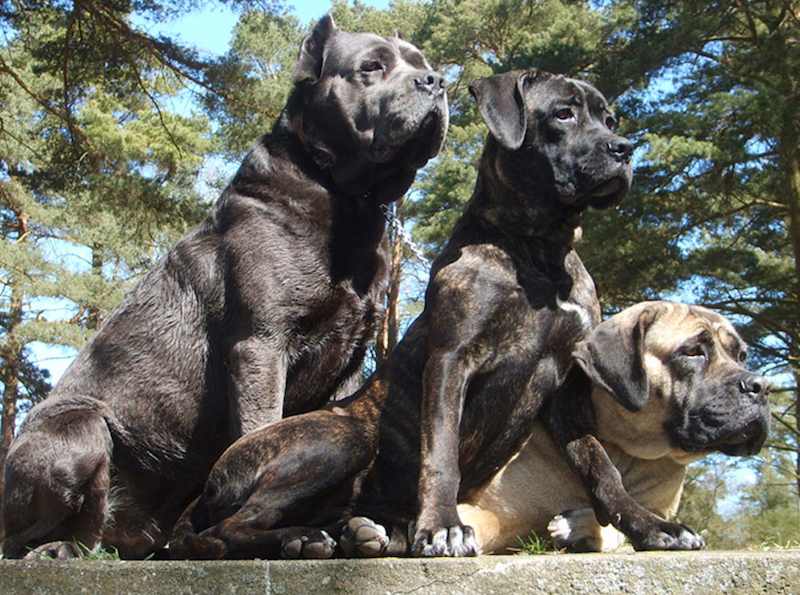 Pros and Cons of Ear Cropping BarTin Kennels