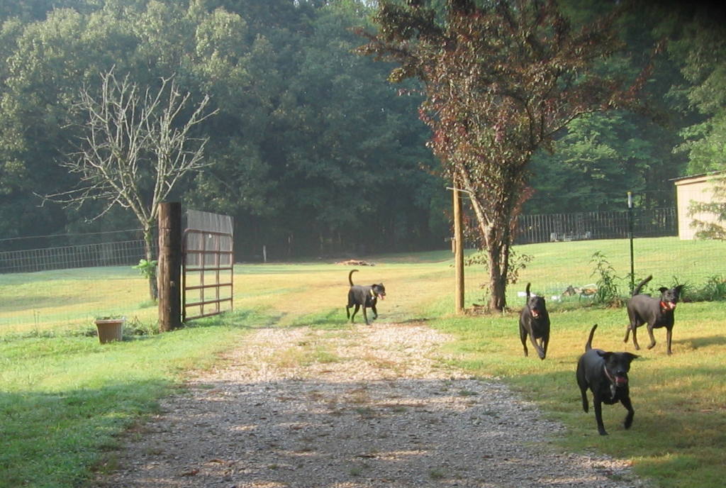 Boarding and Resort Pet Boarding Services