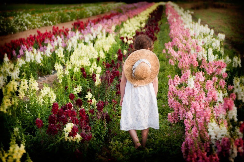 Flower Picker By Claudia Kronenberg Bartlett's Farm