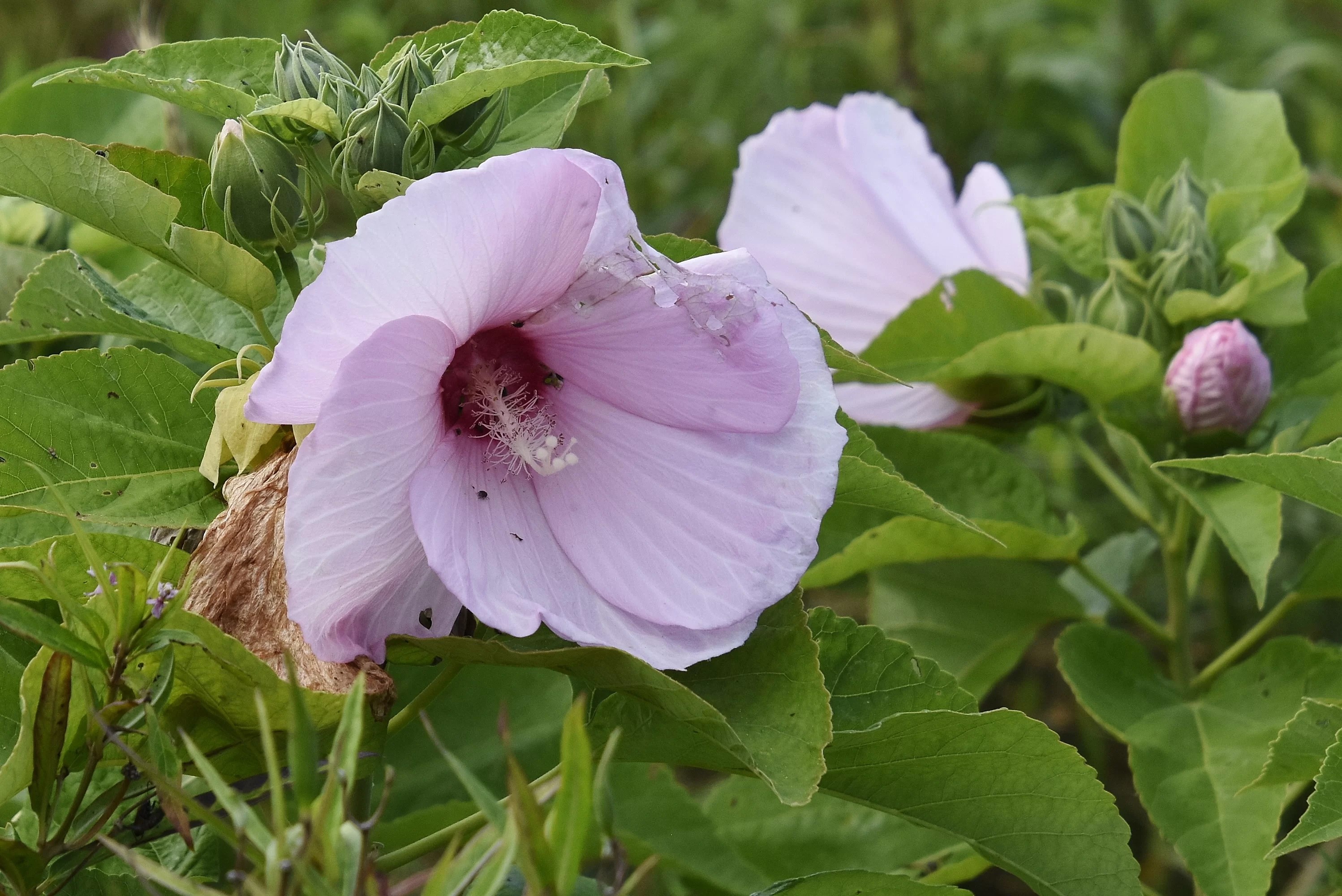 August 6, 2018 Rose Mallow Barton Arboretum and Nature Preserve