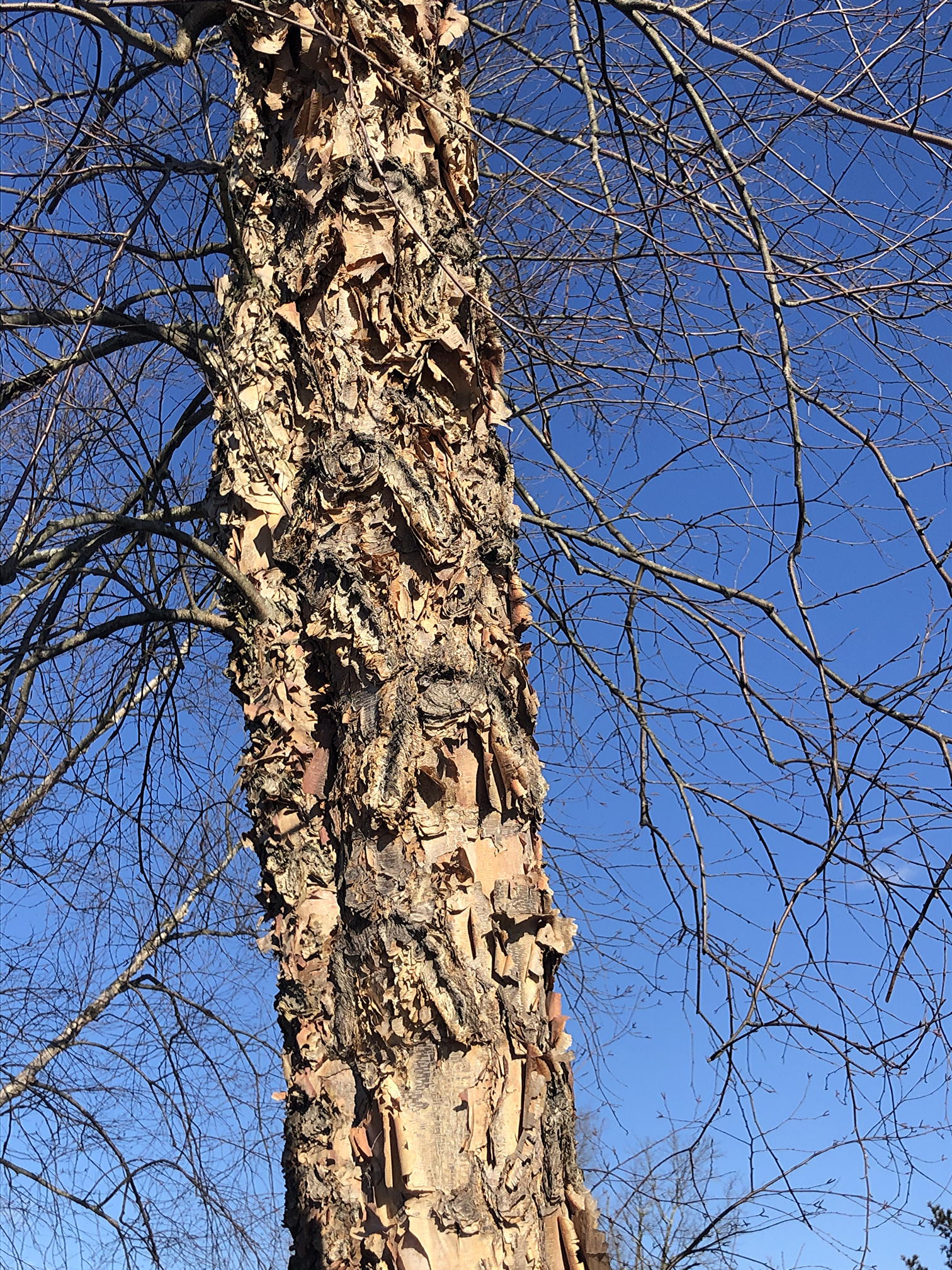 February 5, 2021 River Birch Barton Arboretum and Nature Preserve