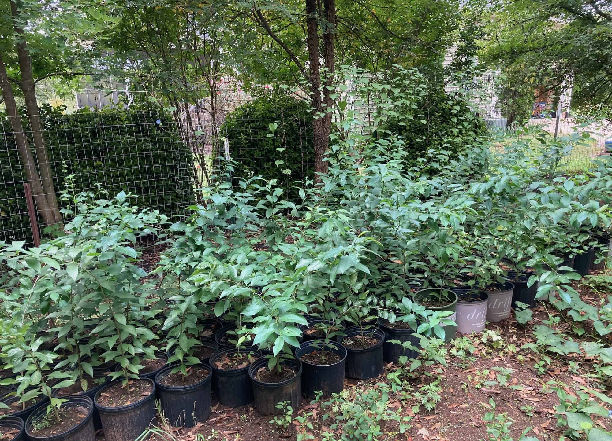 Osage Orange Saplings