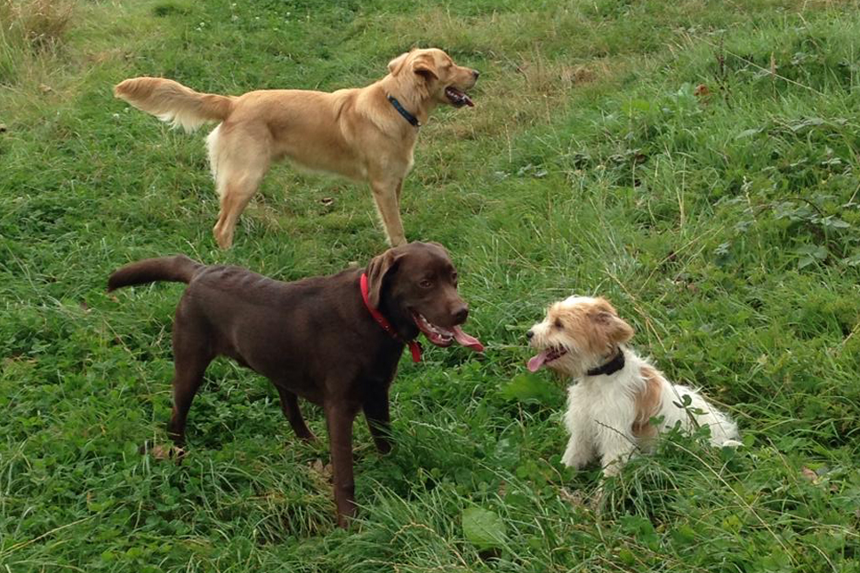 Group dog walking, dog walkers