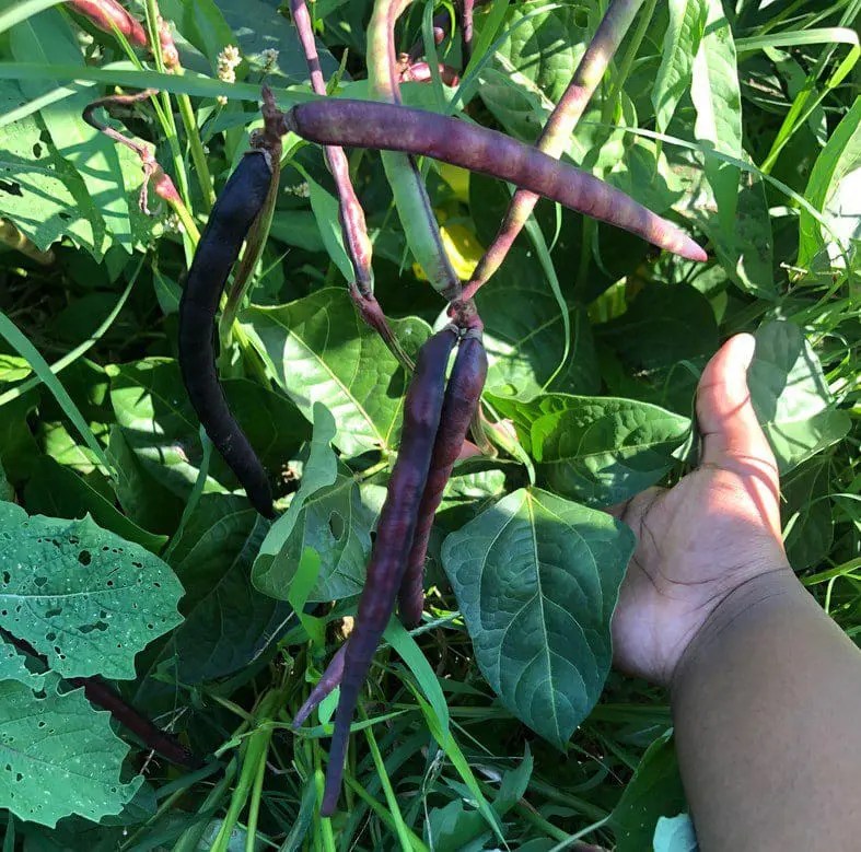Collection 91+ Pictures Pictures Of Blackeyed Pea Plants Sharp