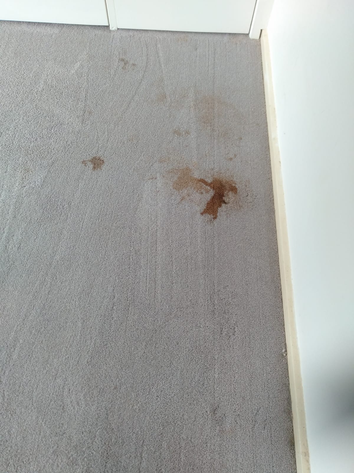 Carpet Cleaning Geelong Gallery