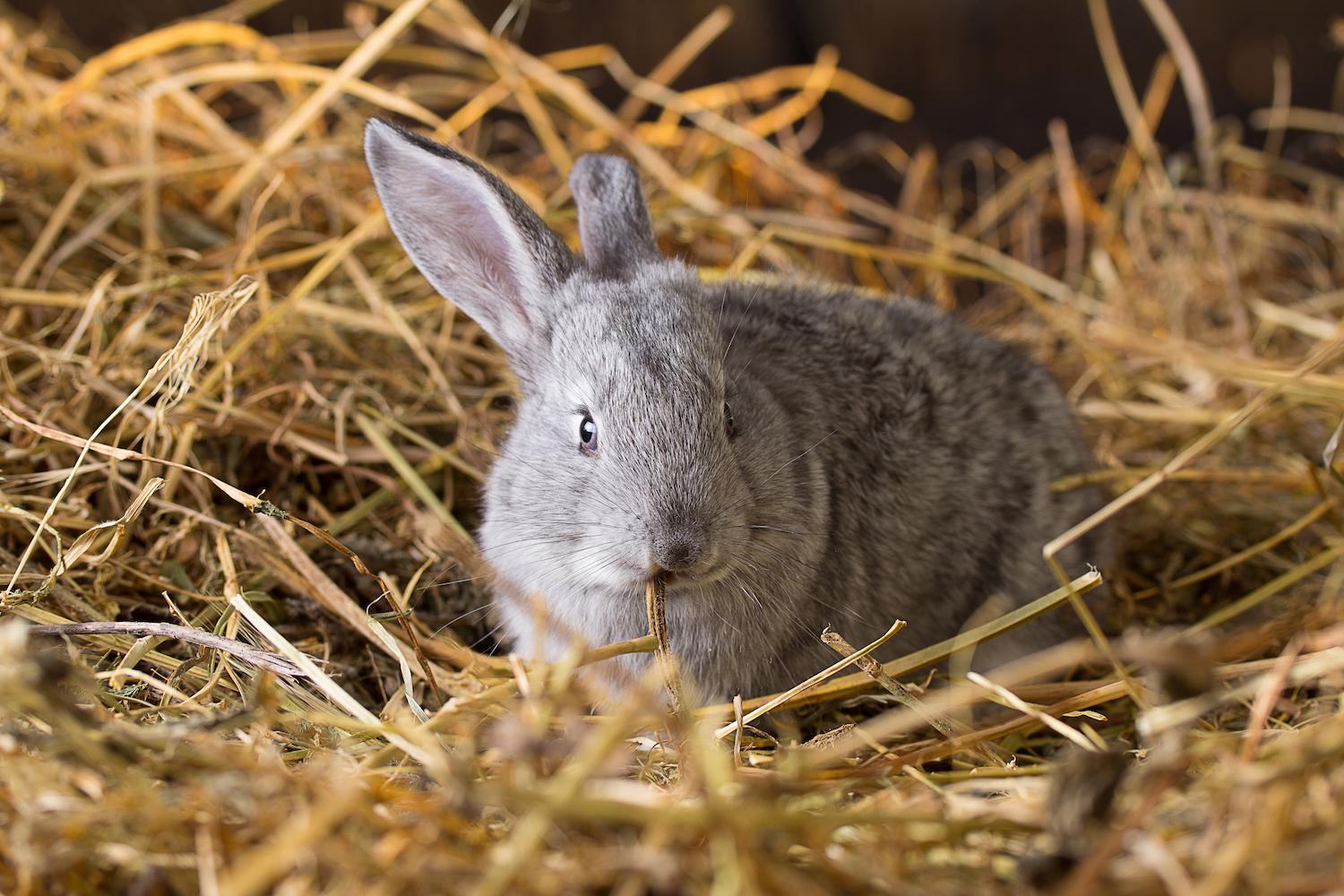Barwon Hay Grass Hay, Oaten Hay for Rabbits & Guinea Pigs