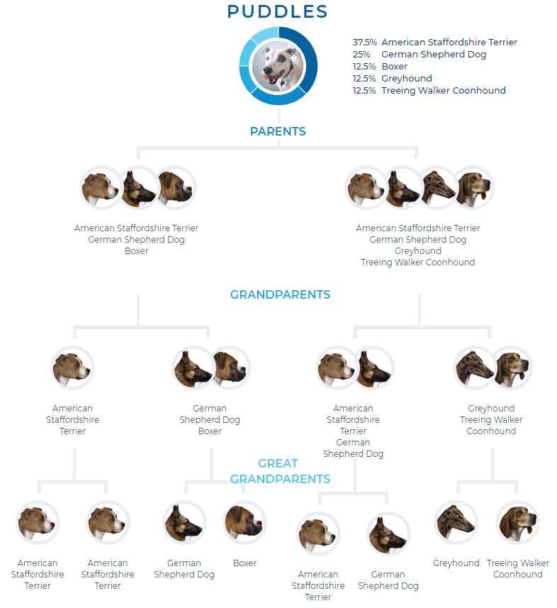 Dog DNA Testing Wisdom Panel Results For Puddles