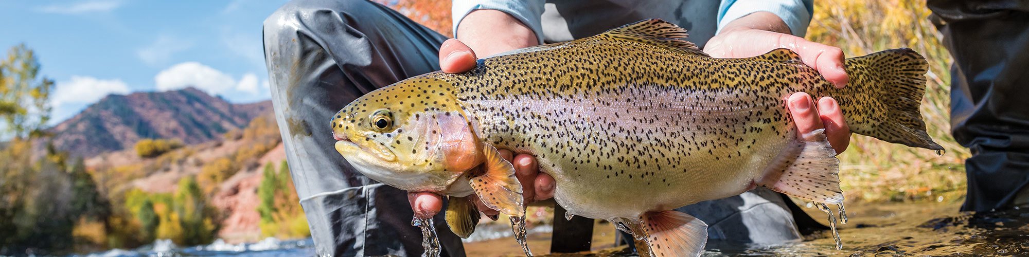 A Taylored Catch A Day in the Life of a Fly Guide Basalt Chamber of