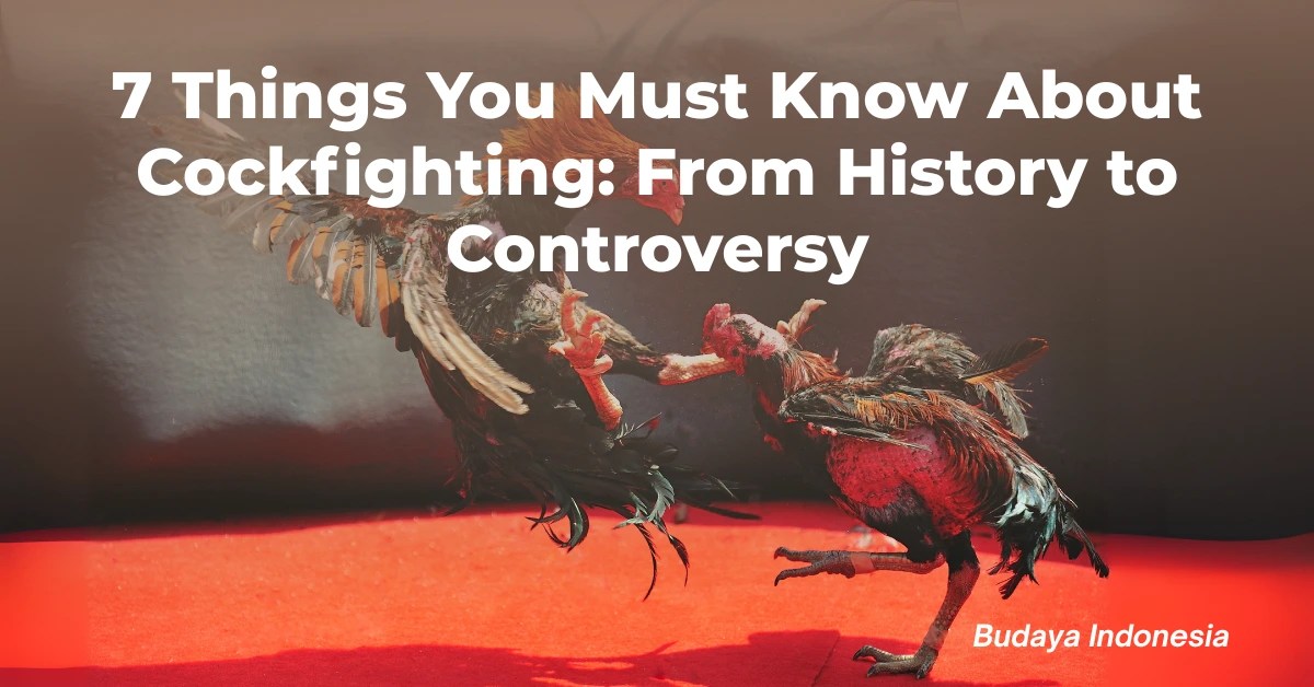 7 Things You Must Know About Cockfighting From History to Controversy