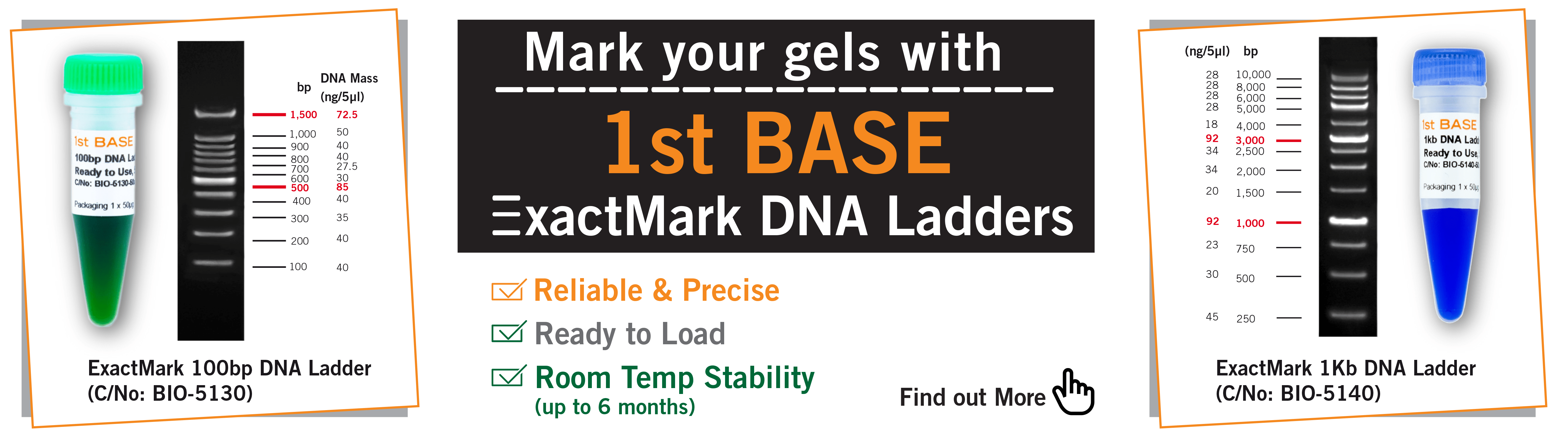 DNA Ladders 1st BASE