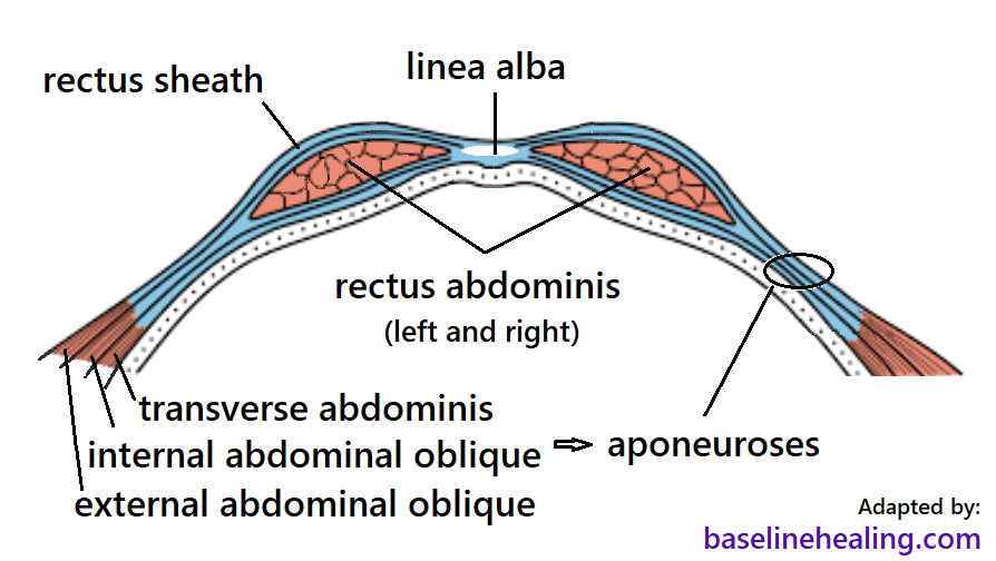 rectus abdominis anatomy muscle attachments in detail