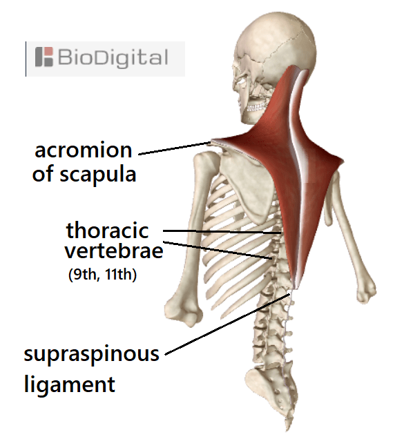 trapezius muscles anatomy attachments in detail