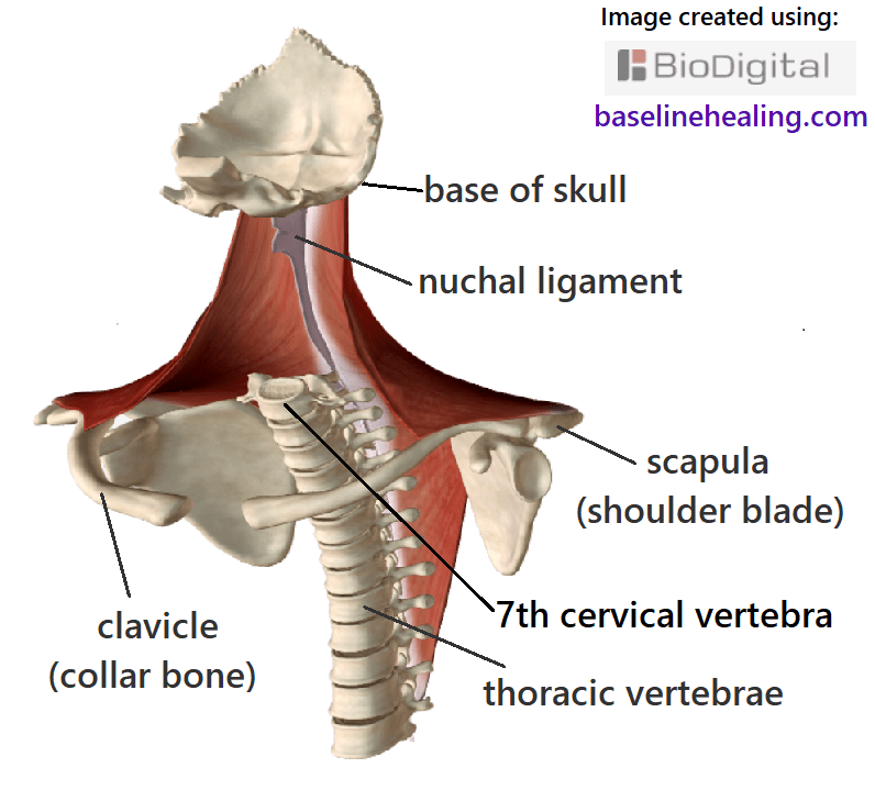 Muscles Of The Posterior Neck Trapezius Removed