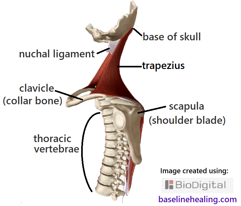 trapezius muscles anatomy attachments in detail