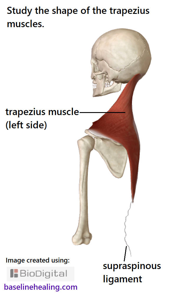Upper body to BaseLine connection the trapezius muscles