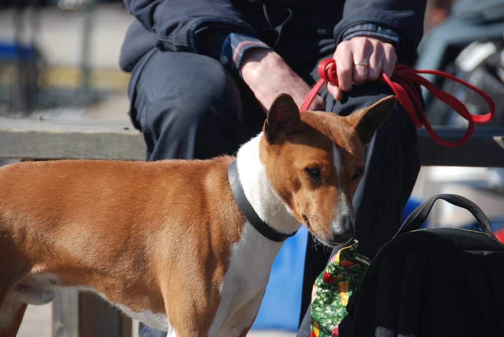 Are Basenjis Expensive How Much a Basenji Costs