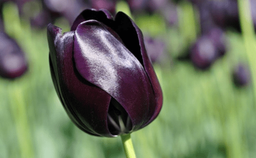 Die kosten für eine blume erreichen 300 tausend rubel. Die Teuersten Zimmerpflanzen Der Welt Die Teuersten Blumen Der Welt