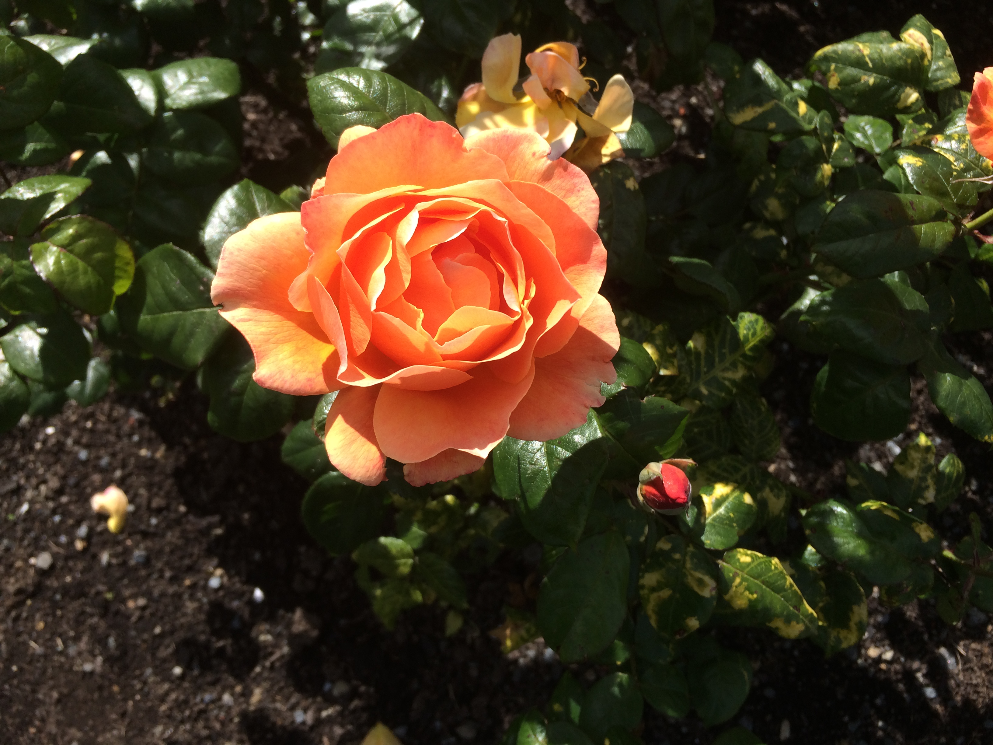 Lady Norwood Rose Garden in November Thistles and Kiwis