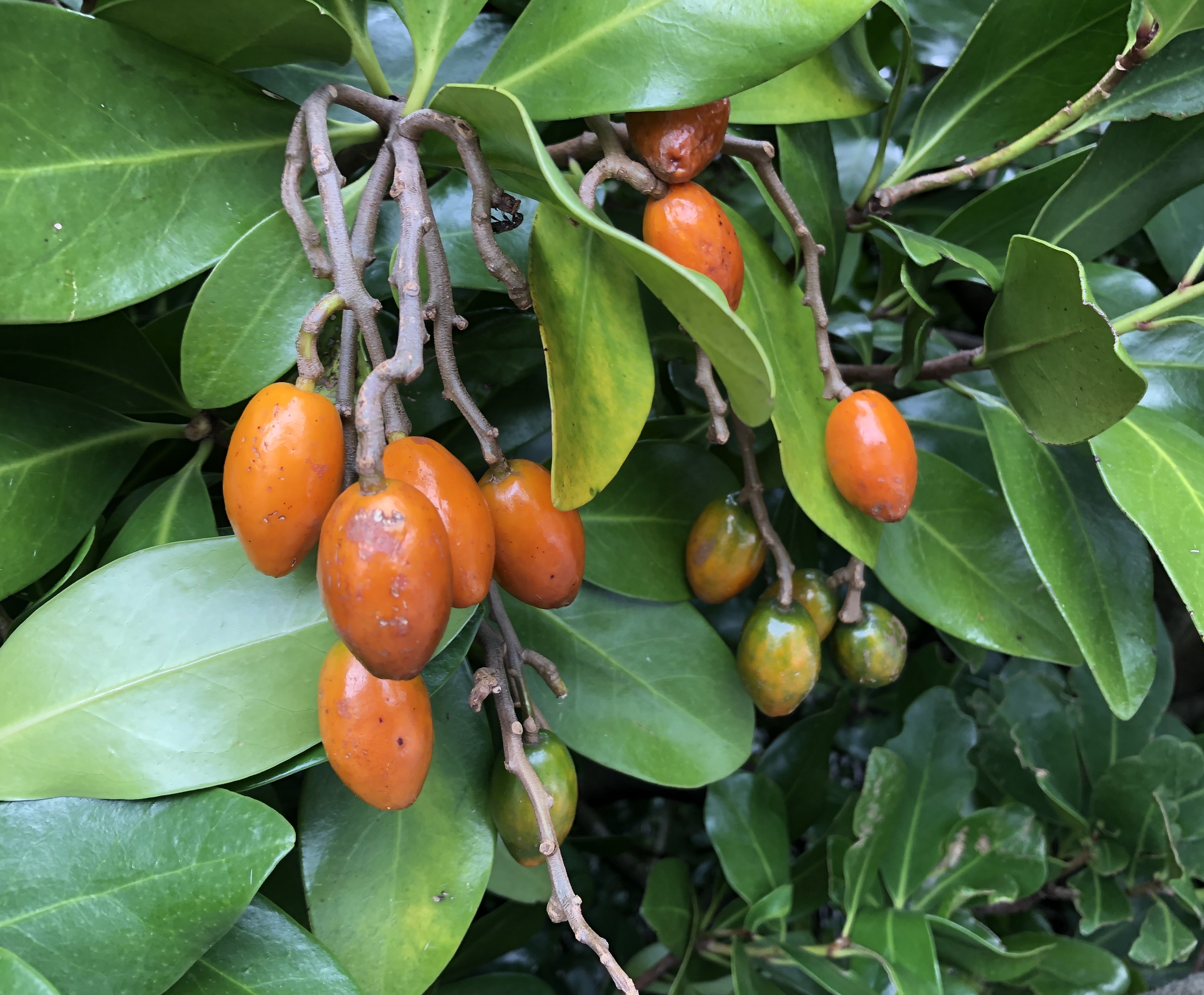 Are Karaka Berries Poisonous To Dogs