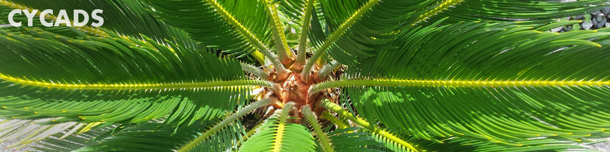 Cycads Basic Biology