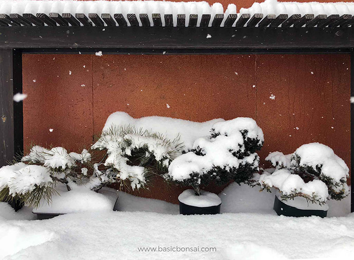 How to Overwinter Bonsai Basic Bonsai