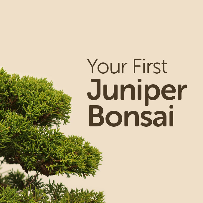 Your First Juniper Bonsai Tree Basic Bonsai