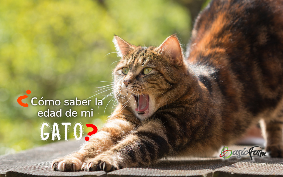 ¿Cómo Saber cuál es la Edad de un Gato? BlogdeAnimales