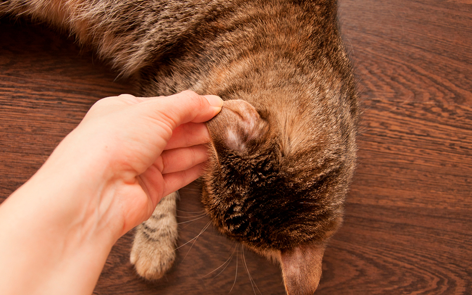 Conoce las 10 enfermedades cutáneas más comunes en gatos