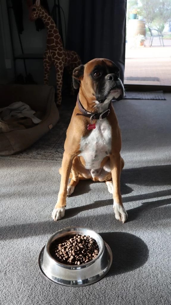 Homemade dog food kibble topper and appetite stimulator ← Basic Lowdown