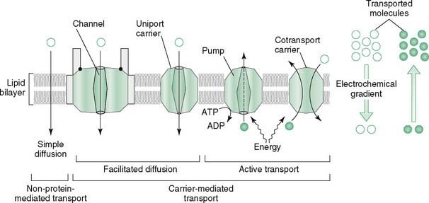 Membrane Biochemistry and Signal Transduction Basicmedical Key