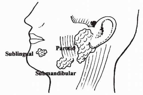 Diagram Of Minor Salivary Glands
