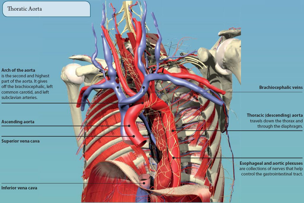 4 THE THORAX Basicmedical Key