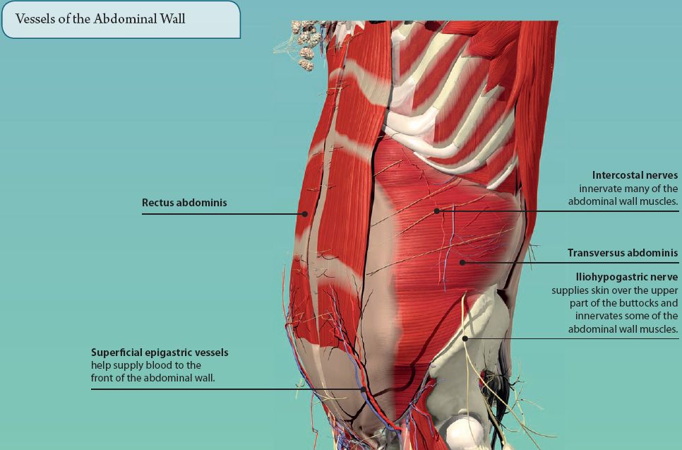 5 THE ABDOMEN Basicmedical Key