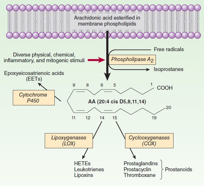 The Eicosanoids Prostaglandins, Thromboxanes, Leukotrienes, & Related