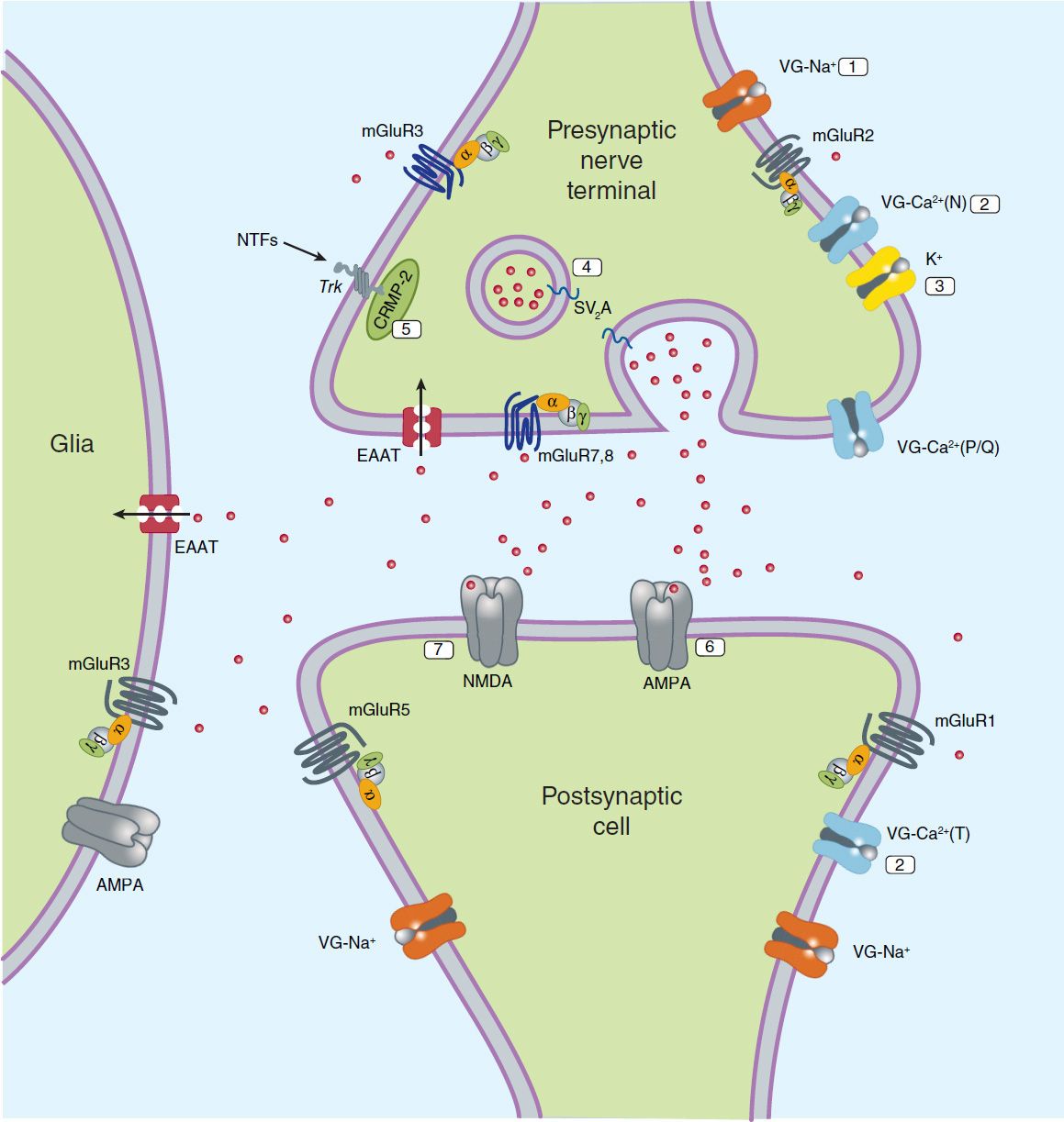 Antiseizure Drugs Basicmedical Key