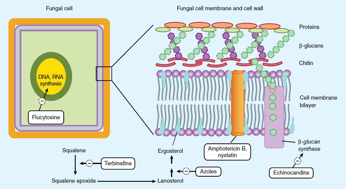 Antifungal Agents Basicmedical Key