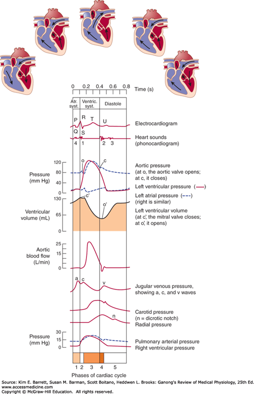The Heart as a Pump Basicmedical Key